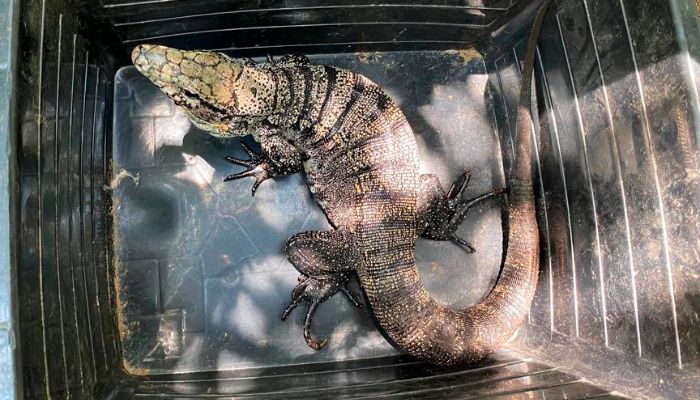 Foto: IAT-PR Se encontrar, não acorde: lagartos teiú entram em período de sono profundo no inverno